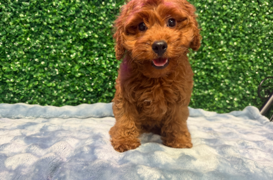 Cute Cavapoo Poodle Mix Pup