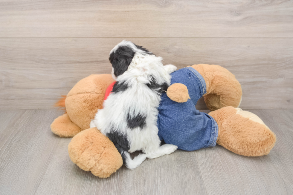 Friendly Cavapoo Baby