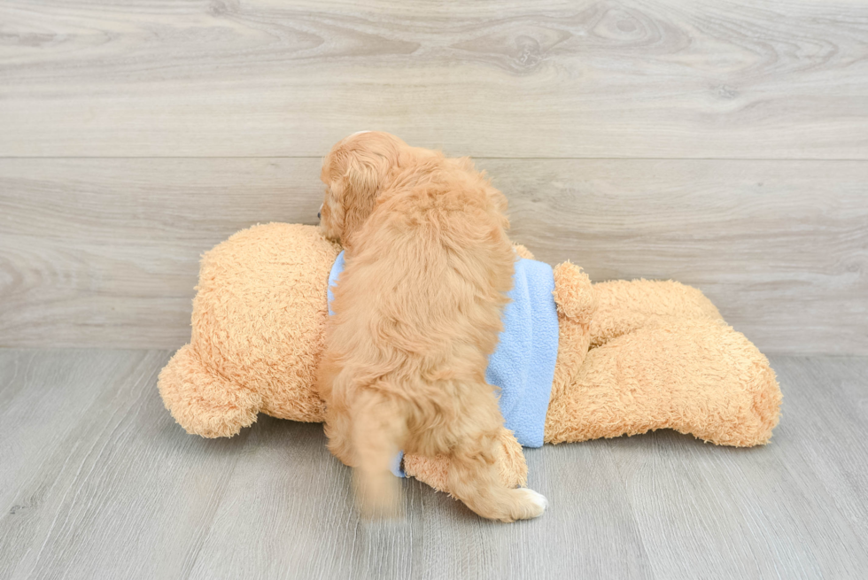 Playful Cavapoodle Poodle Mix Puppy