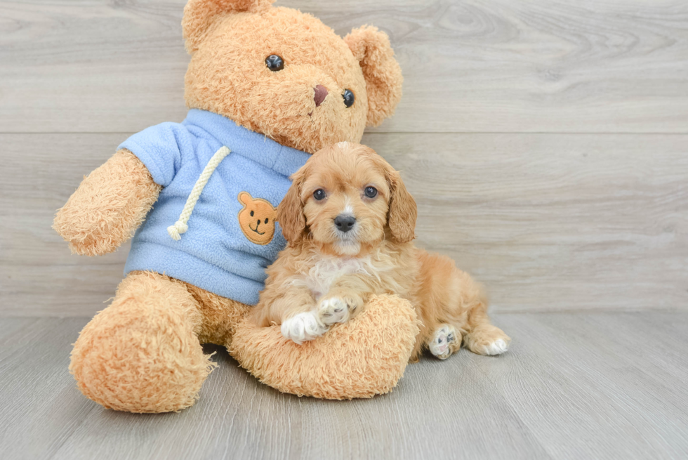 Smart Cavapoo Poodle Mix Pup