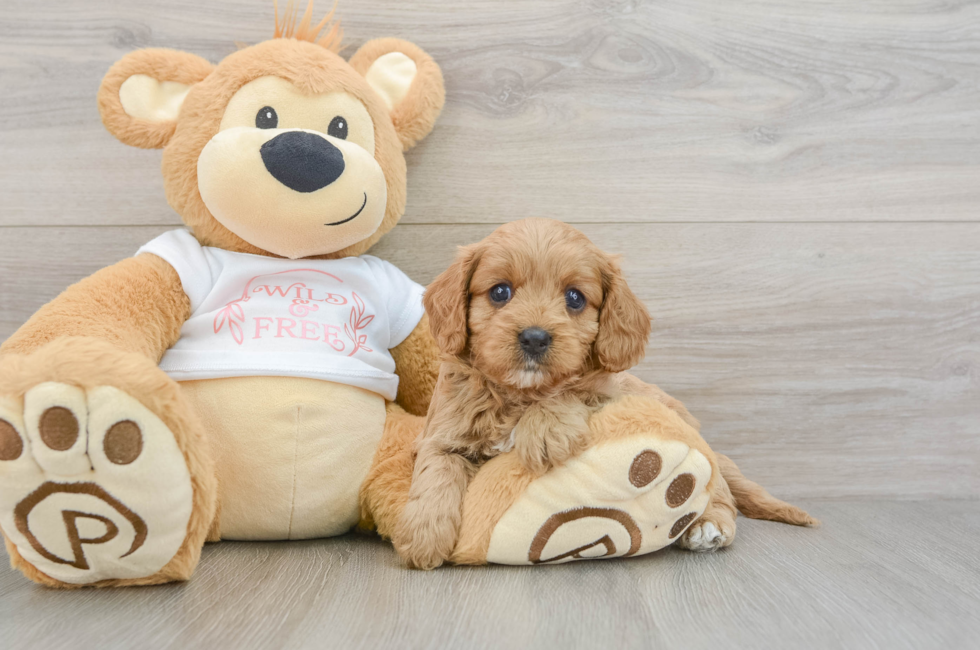 6 week old Cavapoo Puppy For Sale - Windy City Pups