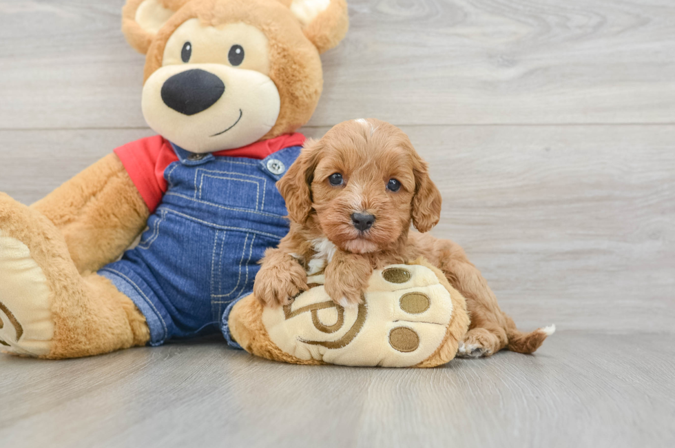 6 week old Cavapoo Puppy For Sale - Windy City Pups