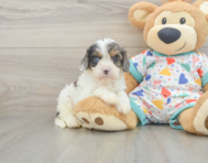 8 week old Cavapoo Puppy For Sale - Windy City Pups