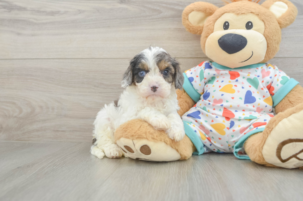 6 week old Cavapoo Puppy For Sale - Windy City Pups