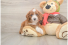 Hypoallergenic Cavadoodle Poodle Mix Puppy