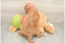 Cavapoo Puppy for Adoption