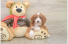 Energetic Cavoodle Poodle Mix Puppy