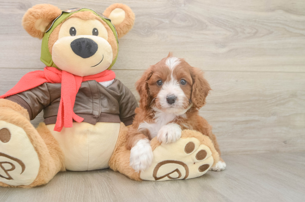 5 week old Cavapoo Puppy For Sale - Windy City Pups