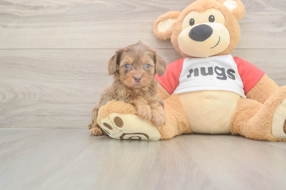 5 week old Cavapoo Puppy For Sale - Windy City Pups