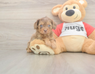 6 week old Cavapoo Puppy For Sale - Windy City Pups 6 week old Cavapoo Puppy For Sale - Windy City Pups