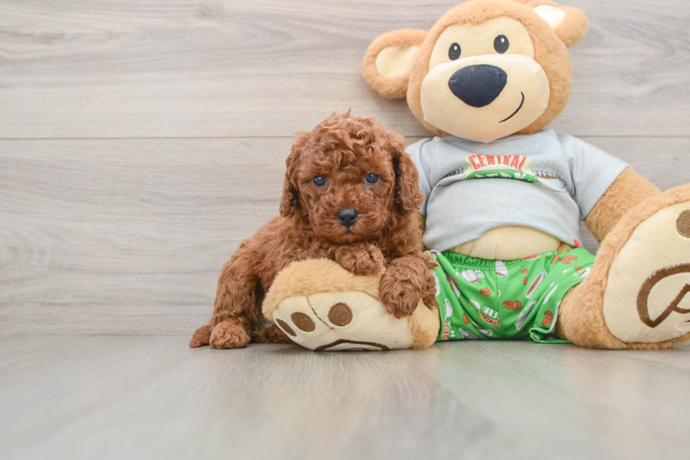 Hypoallergenic Cavadoodle Poodle Mix Puppy