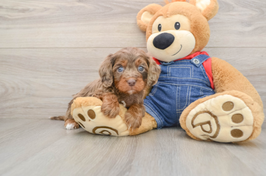 Cavapoo Pup Being Cute