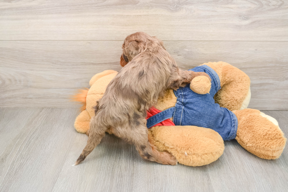 Playful Cavapoodle Poodle Mix Puppy