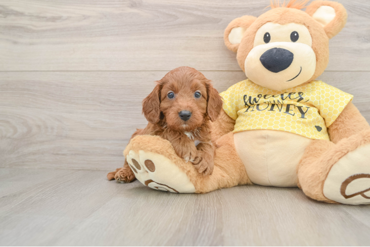 Energetic Cavoodle Poodle Mix Puppy