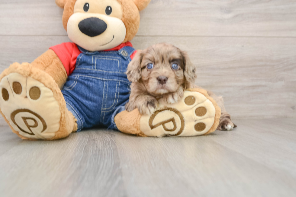 Cute Cavapoo Baby