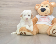 7 week old Cavapoo Puppy For Sale - Windy City Pups