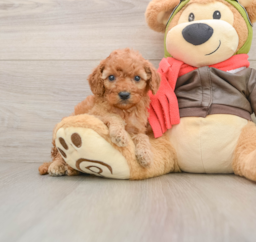 6 week old Cavapoo Puppy For Sale - Windy City Pups