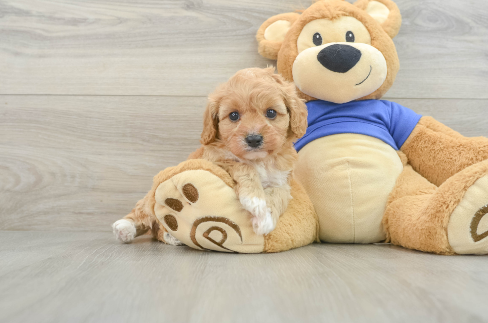 5 week old Cavapoo Puppy For Sale - Windy City Pups