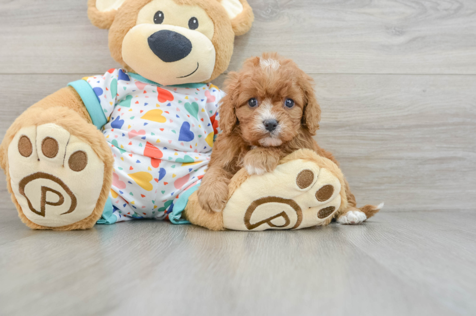 5 week old Cavapoo Puppy For Sale - Windy City Pups