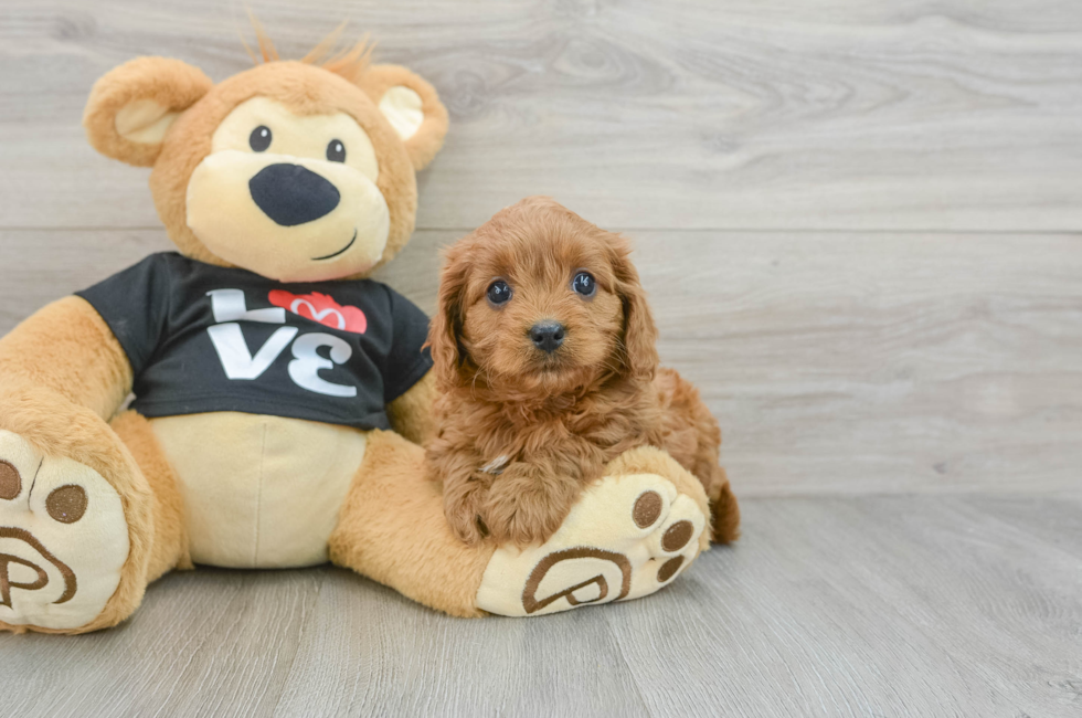 6 week old Cavapoo Puppy For Sale - Windy City Pups