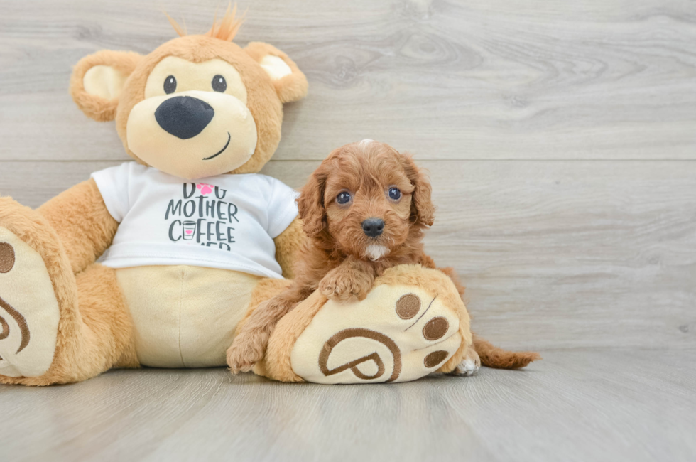 8 week old Cavapoo Puppy For Sale - Windy City Pups