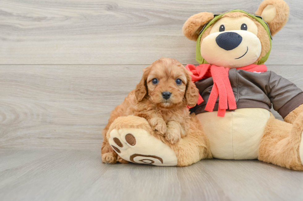 6 week old Cavapoo Puppy For Sale - Windy City Pups