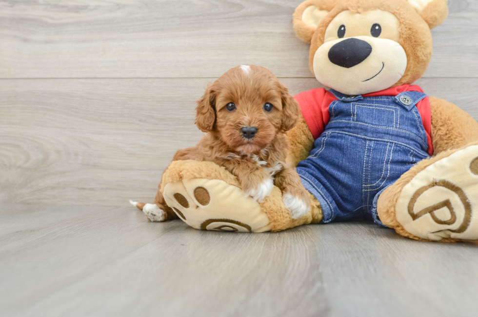 6 week old Cavapoo Puppy For Sale - Windy City Pups