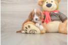 Cavapoo Pup Being Cute
