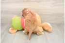 Playful Cavapoodle Poodle Mix Puppy