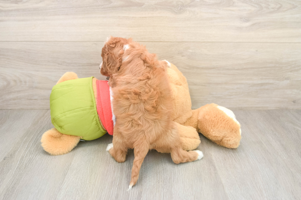 Playful Cavapoodle Poodle Mix Puppy