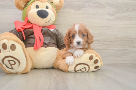 Cavapoo Pup Being Cute