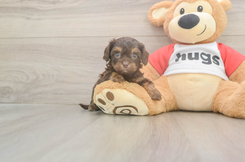 5 week old Cavapoo Puppy For Sale - Windy City Pups