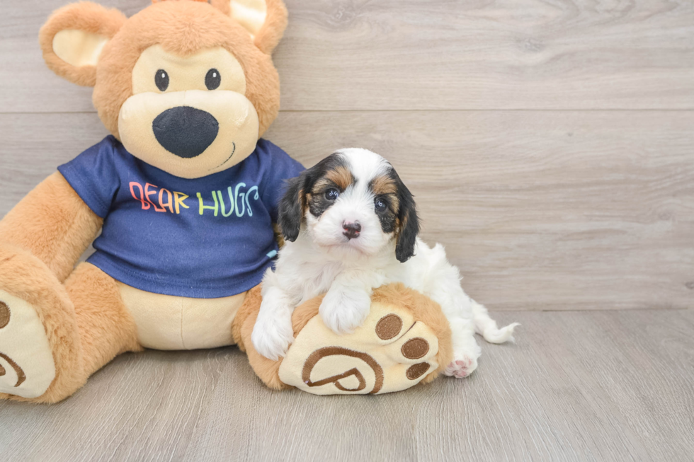 Sweet Cavapoo Baby