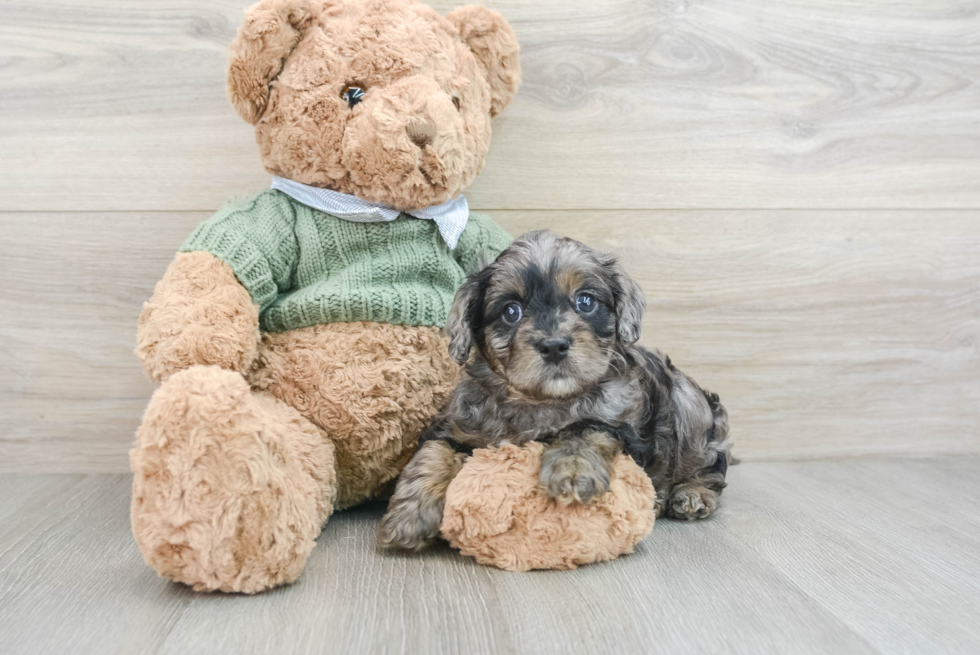 Sweet Cavapoo Baby