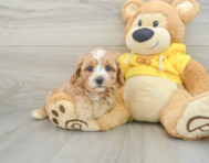 8 week old Cavapoo Puppy For Sale - Windy City Pups