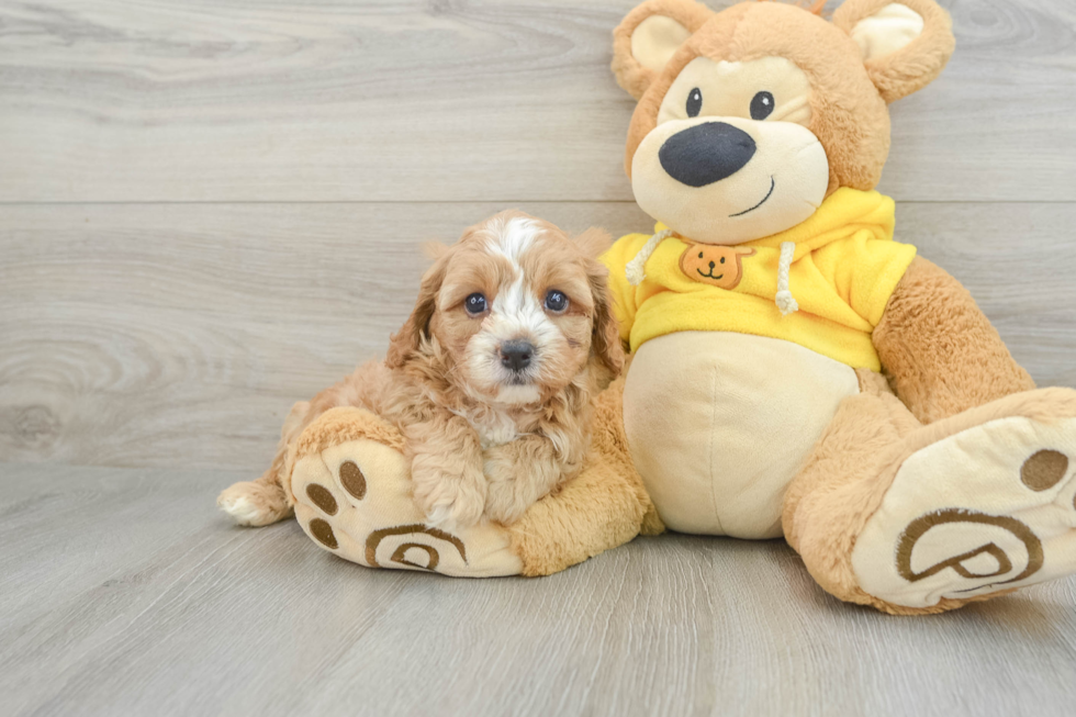 Smart Cavapoo Poodle Mix Pup