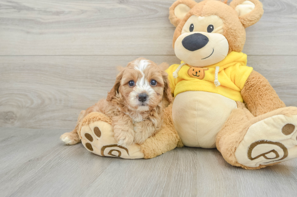 7 week old Cavapoo Puppy For Sale - Windy City Pups