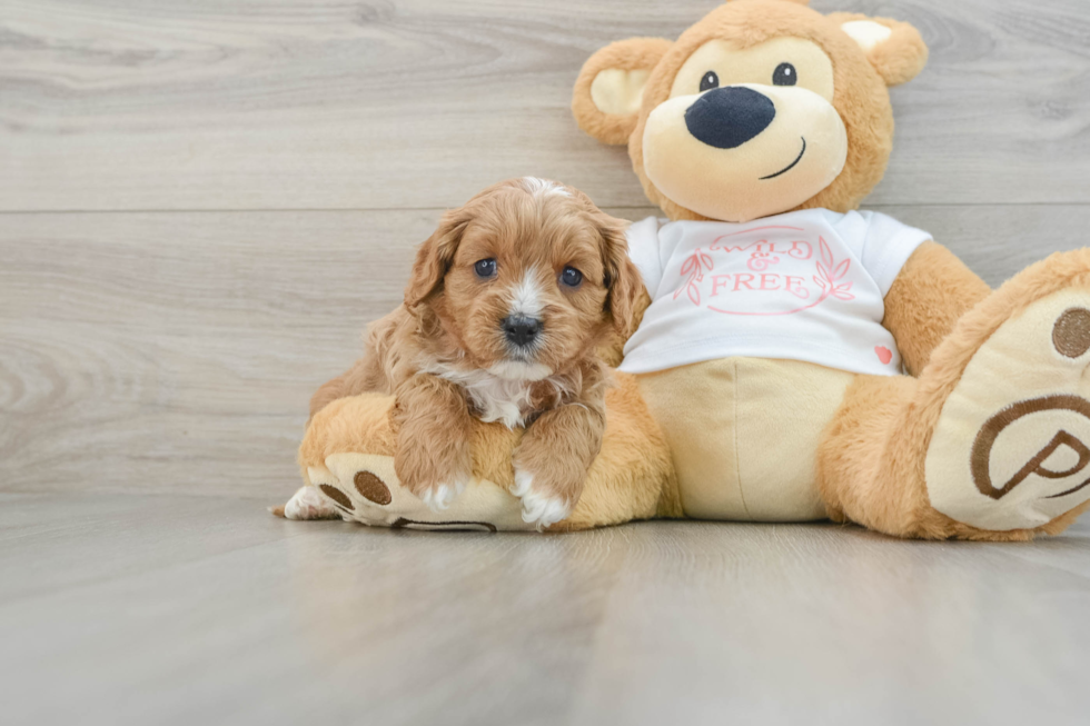 Funny Cavapoo Poodle Mix Pup