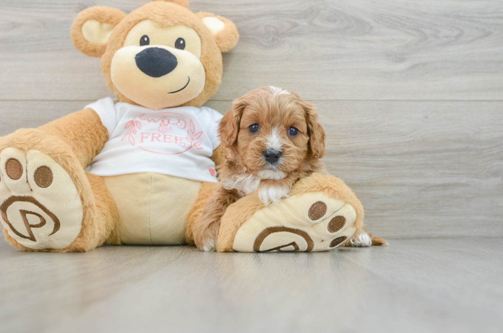 6 week old Cavapoo Puppy For Sale - Windy City Pups