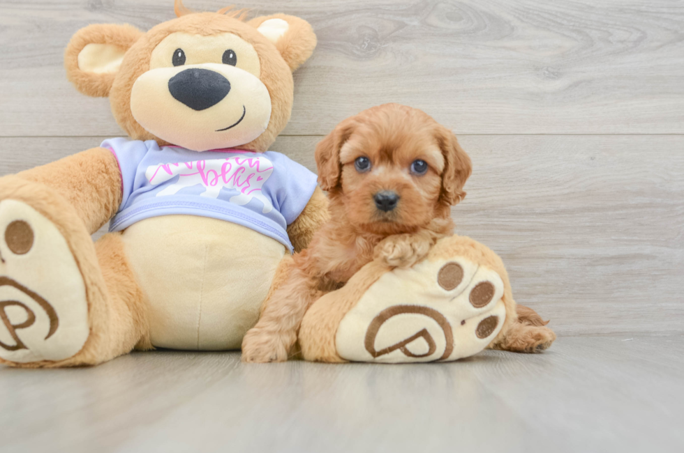 7 week old Cavapoo Puppy For Sale - Windy City Pups