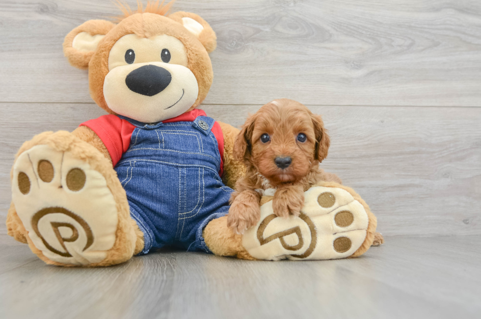 6 week old Cavapoo Puppy For Sale - Windy City Pups