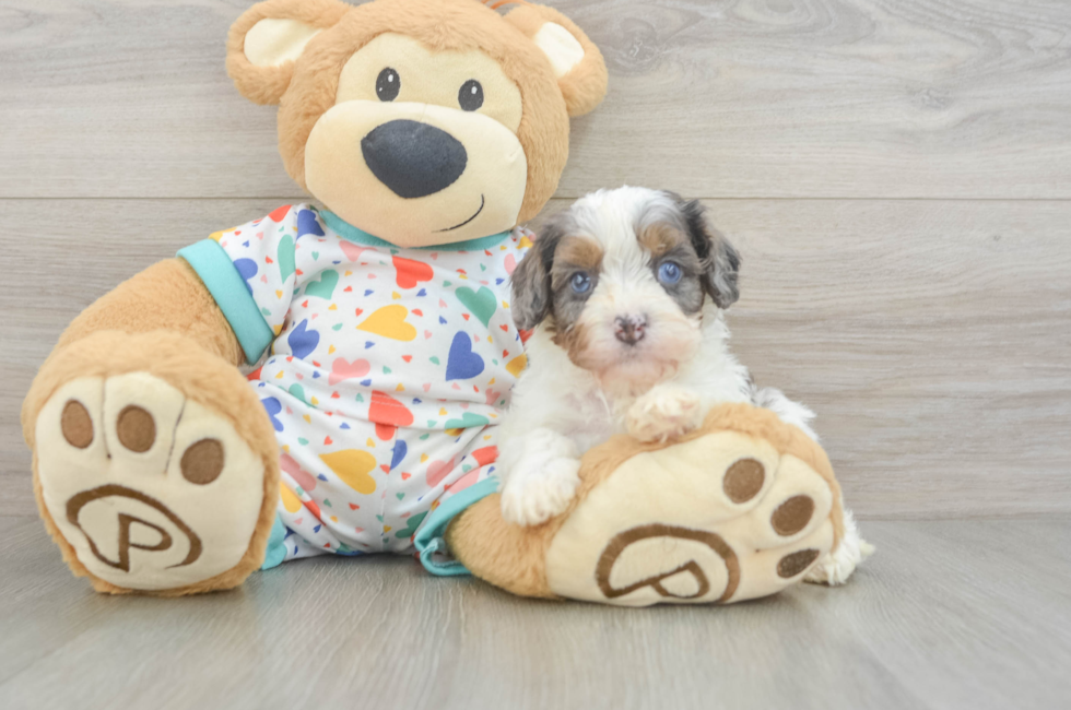 6 week old Cavapoo Puppy For Sale - Windy City Pups