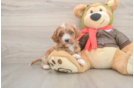 Cavapoo Puppy for Adoption