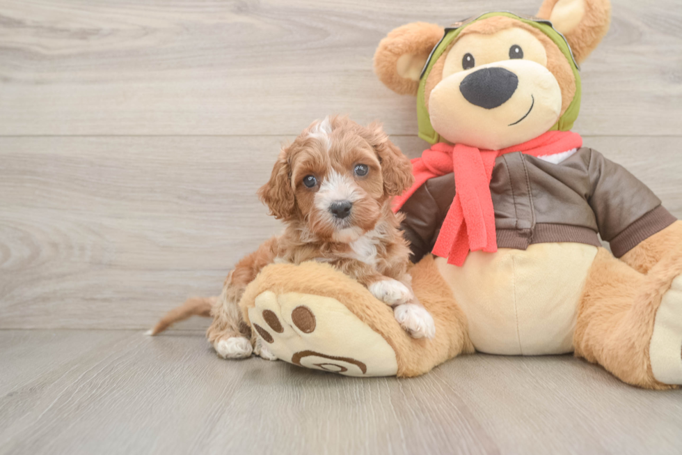 Cavapoo Puppy for Adoption