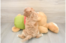 Little Cavipoo Poodle Mix Puppy