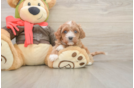 Small Cavapoo Baby