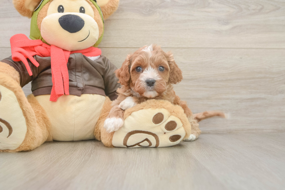 Small Cavapoo Baby