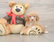 7 week old Cavapoo Puppy For Sale - Windy City Pups