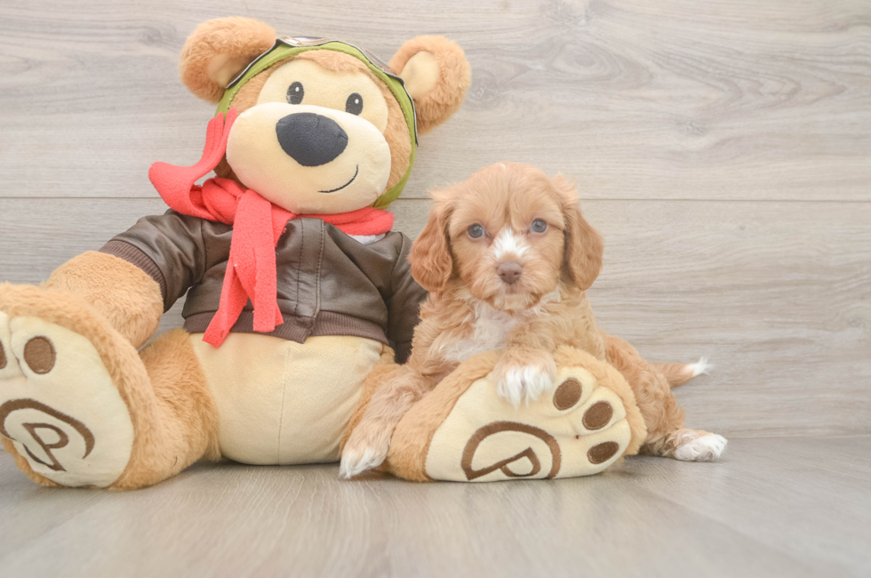 5 week old Cavapoo Puppy For Sale - Windy City Pups