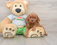 8 week old Cavapoo Puppy For Sale - Windy City Pups